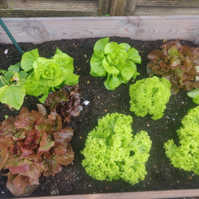 Salat in unserem Hochbeet