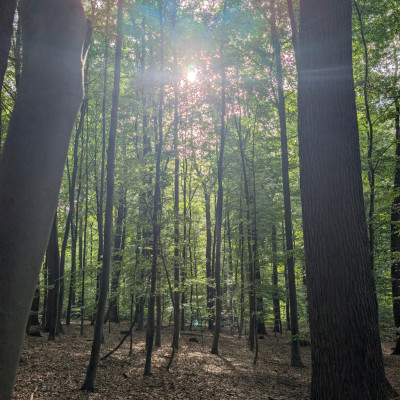 Die warmen Sonnenstrahlen genießen wir im Wald.